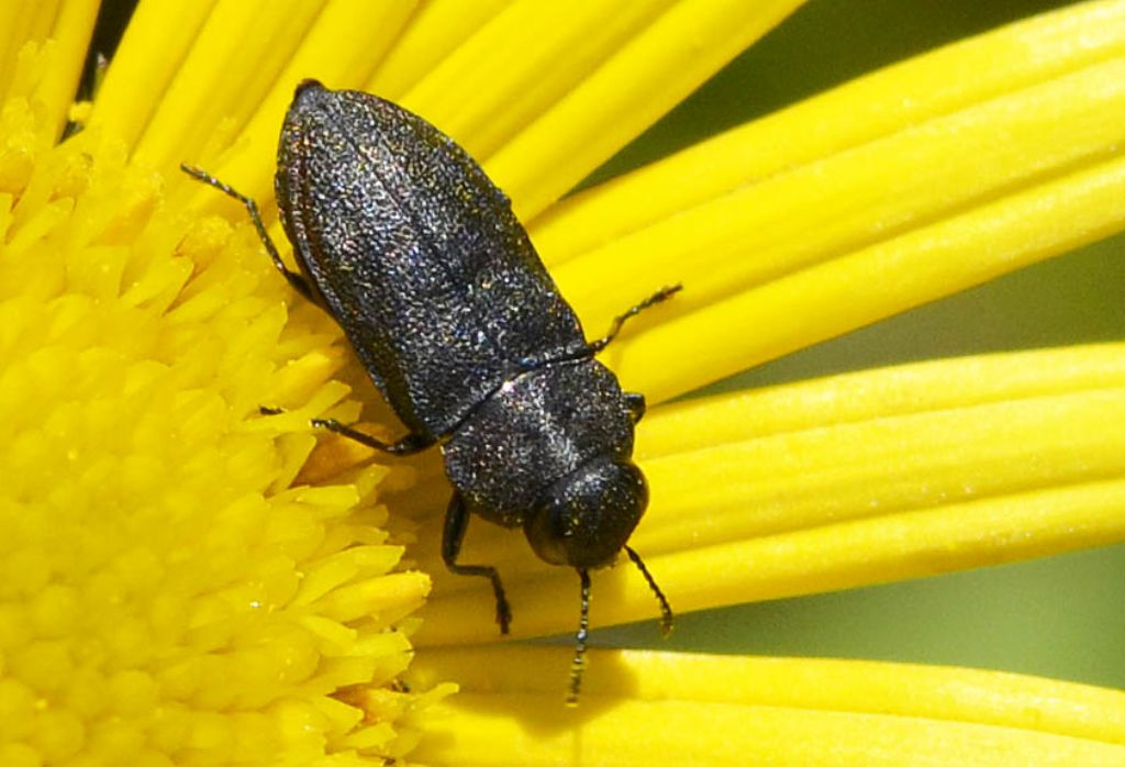 Anthaxia helvetica helvetica (cfr), Buprestidae